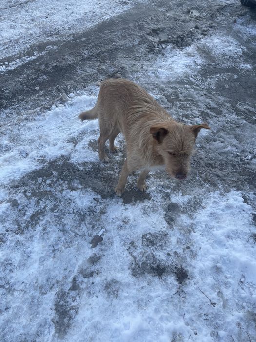 Добрая чипированная умная собака