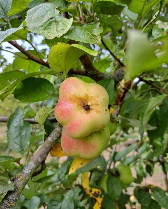 Mar (Soiul Apistar )