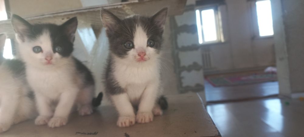 Отдам Котят в хорошие руки