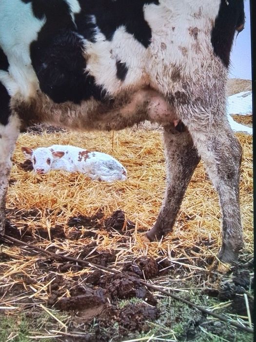 Vând junici gestante și una care abia a fătat un vițel frumos.