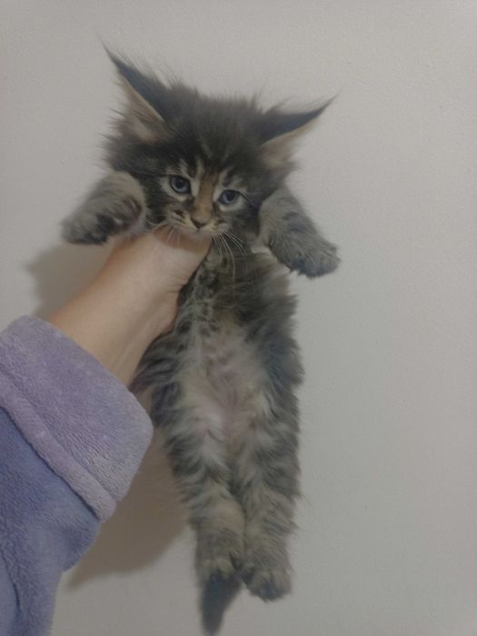 Котенца Мейн куун