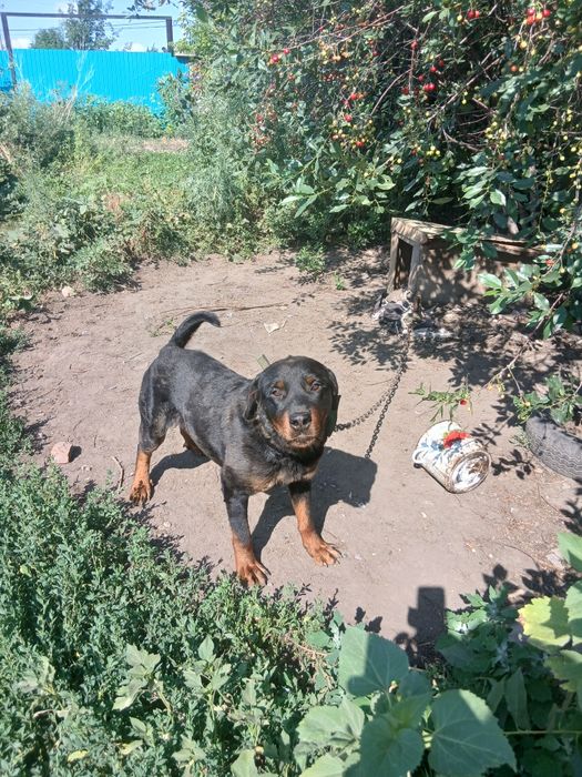 Кобель ротвейлер