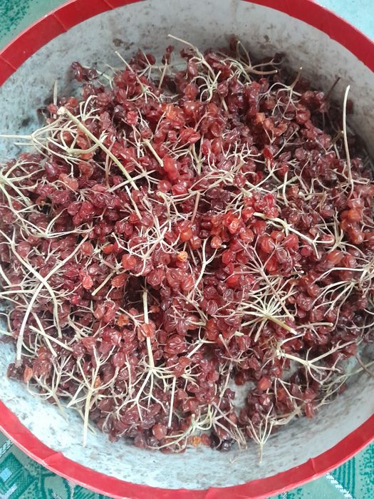 Калина красная лечебная