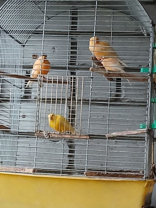 Кенары и канарейки.