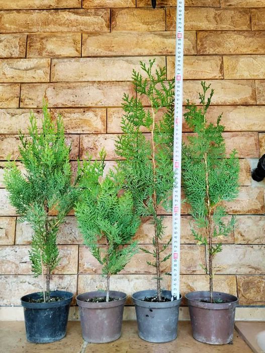 Туя Източна Златиста /ПРОМОЦИЯ!!