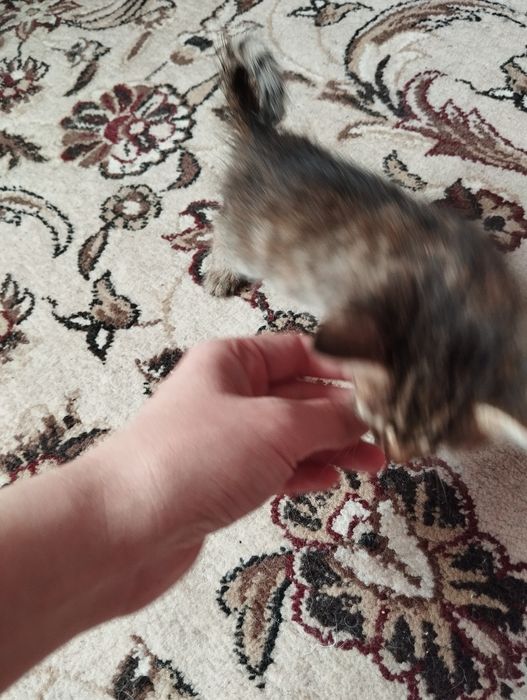 Mushuk yaxshi insonlar ga beriladi