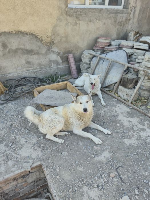 Бронь щенков заподно себирской