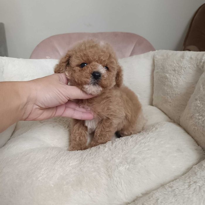 малтипу -момче и момиче