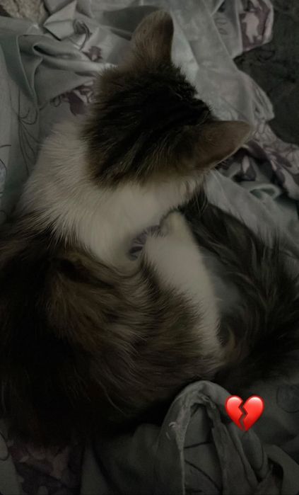 Отдам котёнка в добрые руки