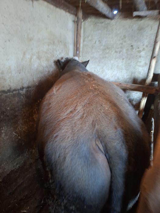 Бұқа сатамын .2 жастан асқан