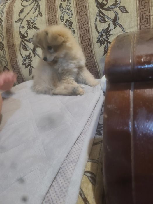 Шпиц 3 мес девочка милашка