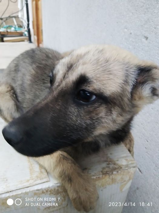 Kuchukchalar mexribon