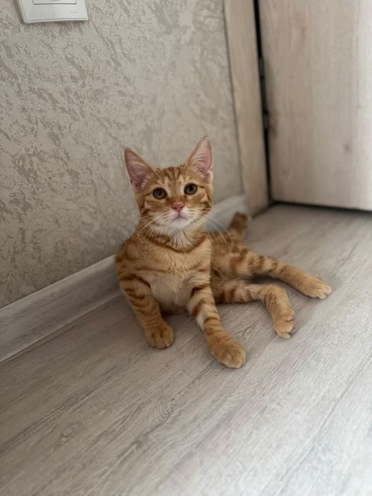 Кошечка ищет любящую семью