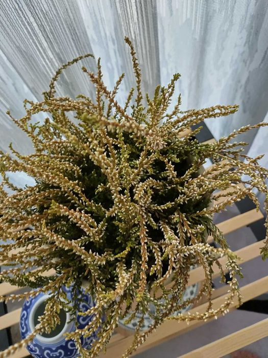 красиво непретенциозно стайно растение