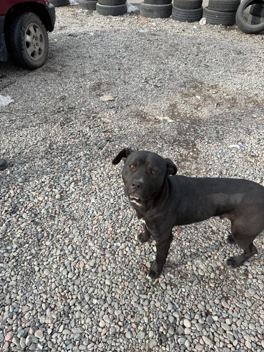 Отдам собаку мальчика