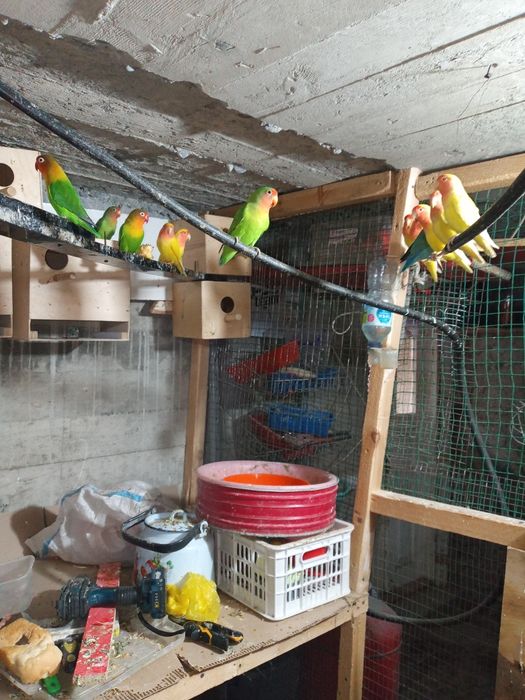 Папугай и другие