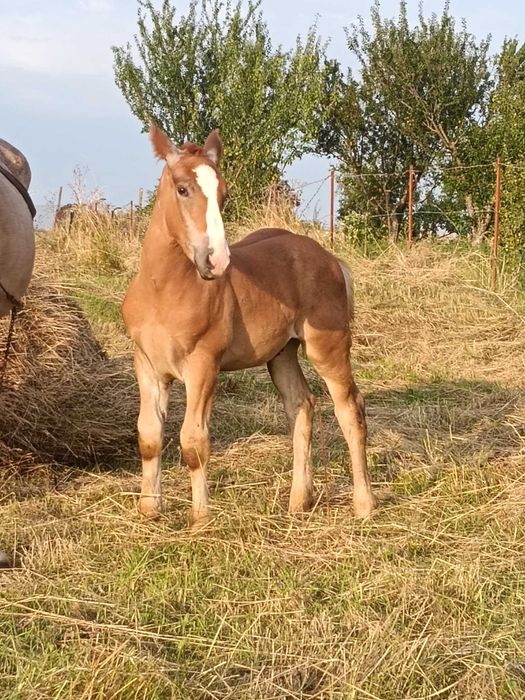 Iapă cu mânz de vânzare.