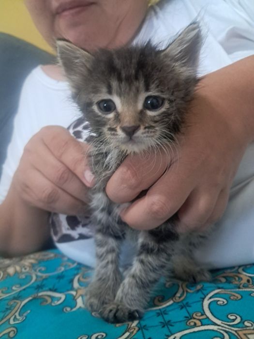 Продам веслаушку котенка