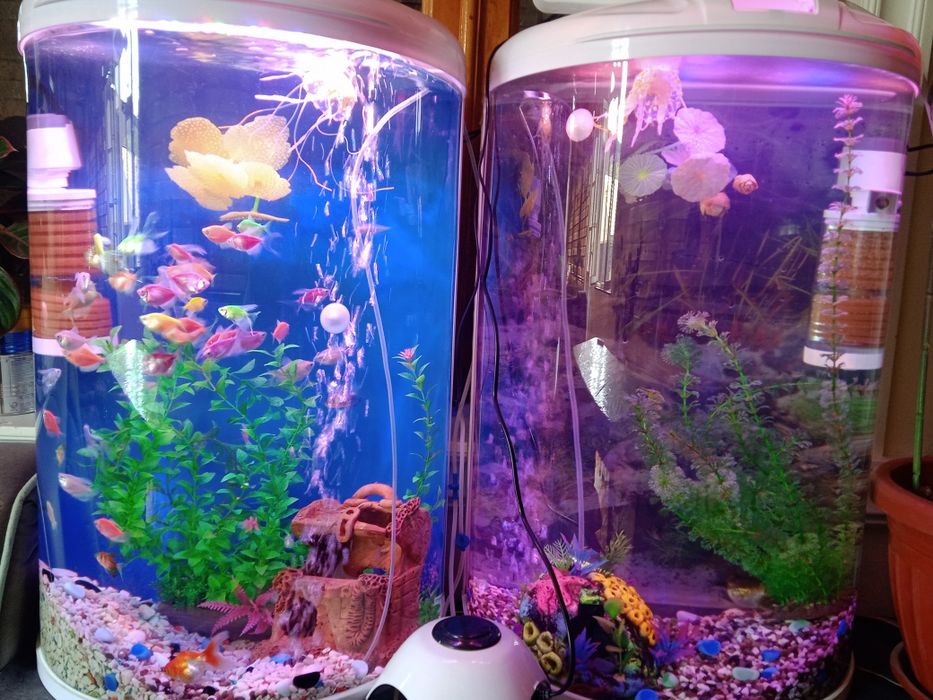Akvarium va baliqlar bilan