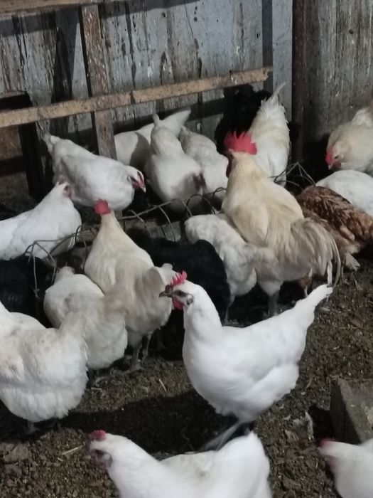 Vând o familie găini rasa La Bresse
