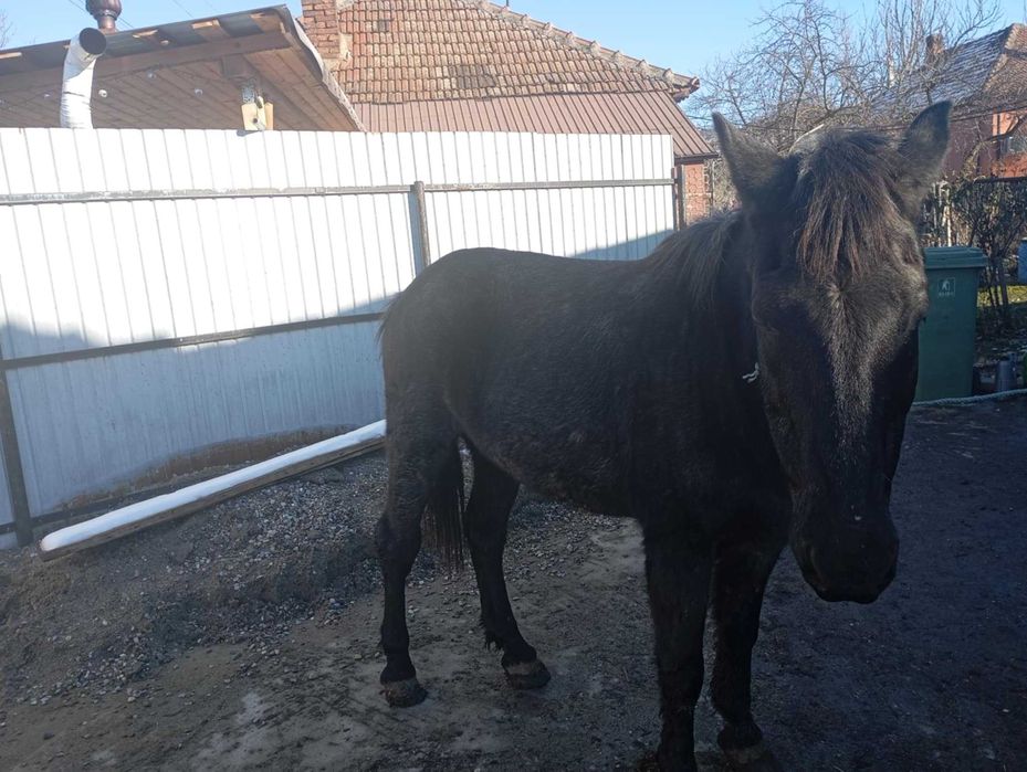 De vânzare-cumpărare