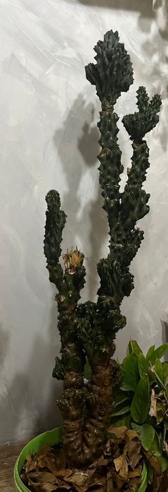 Комнатные цветы ..