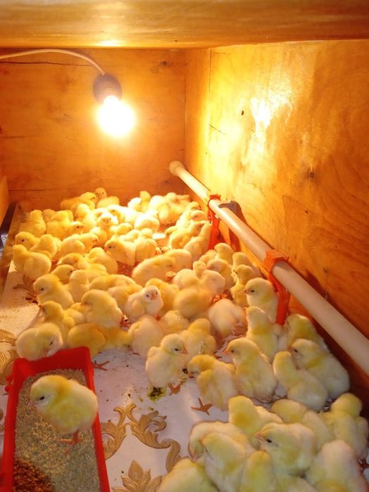 Бройлер суточный