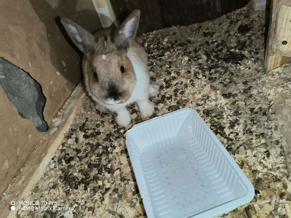 Quyonlar Burgun, sames-samka quyonlar