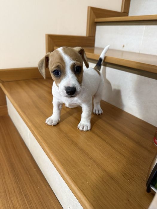 Малки джак ръселчета