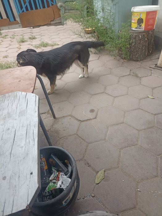 Отдам в хорошие руки . Девочка .