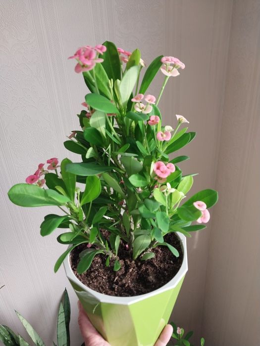 Молочай Милиуса цветущий