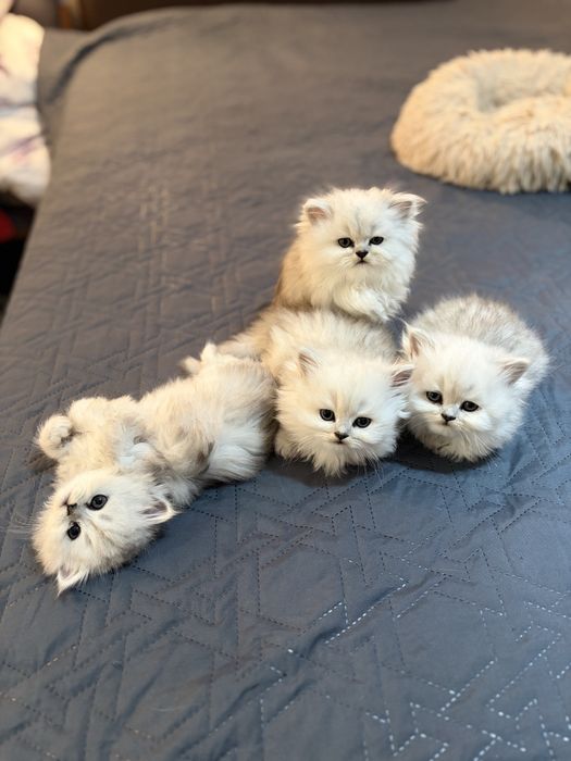 Персийски котенца , цвят сребърна чинчила