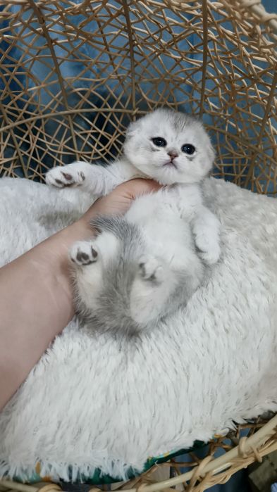 Продаётся чистокровная шотландская девочка скоттиш