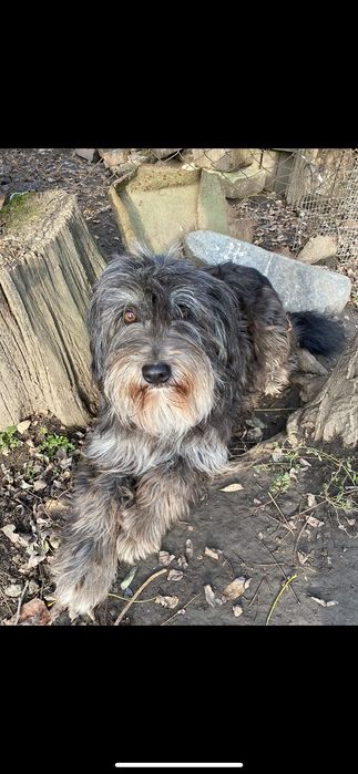 Câini pentru adopție