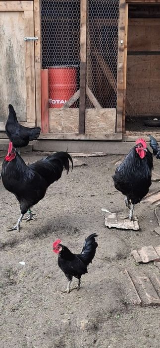 Pereche  Gaini Australorp (cocosi si gaina)