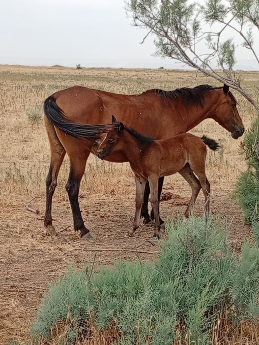 Pechka ustida mushtlash