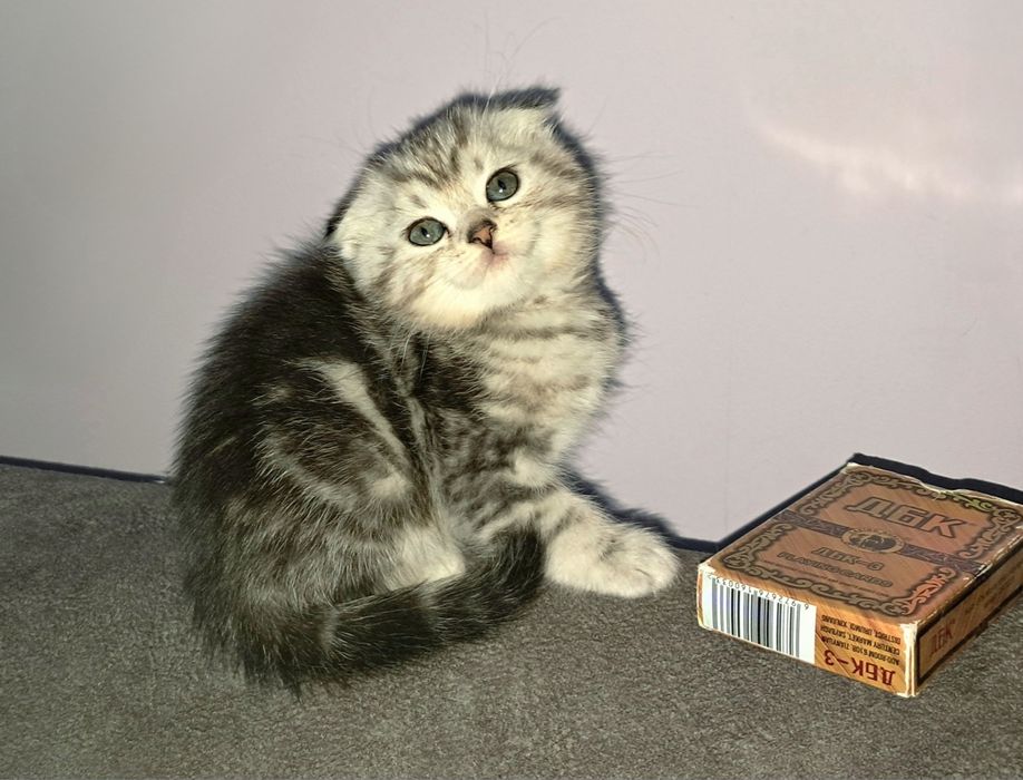 Шотландский Вислоухий котёнок