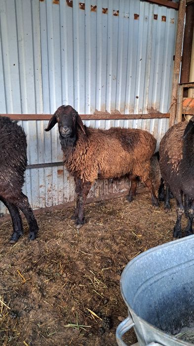 Баранов кой кошкар