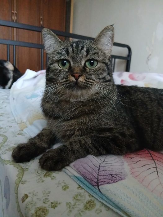 Отдам кошку девочку