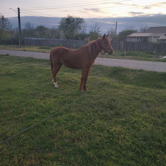 Vând cal, accept orice proba