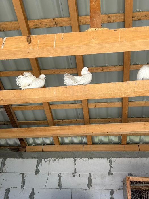 Porumbei rotati curcani