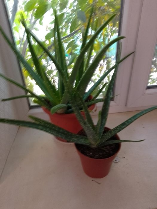 Продам комнатное растение