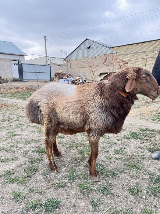 Кучкор билан мода барра сотилади