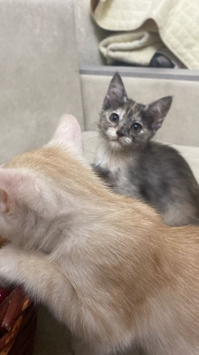Отдам котят в добрые руки