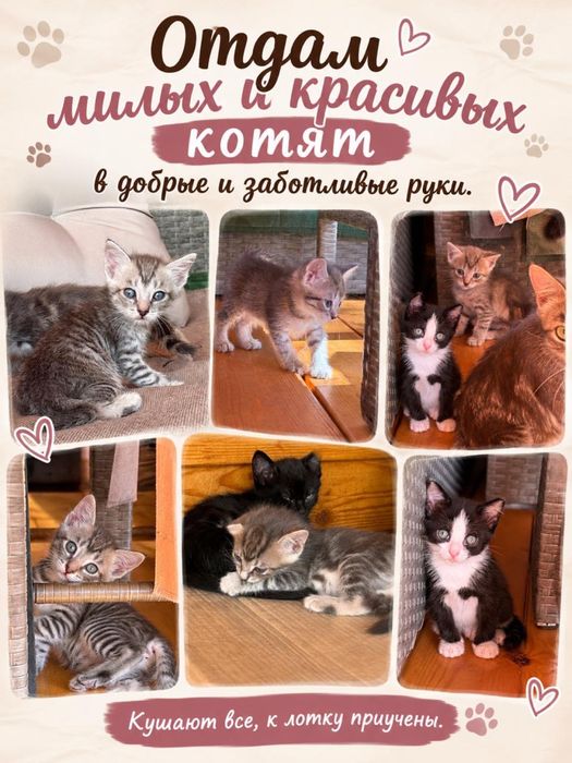 Отдам котят в добрые руки