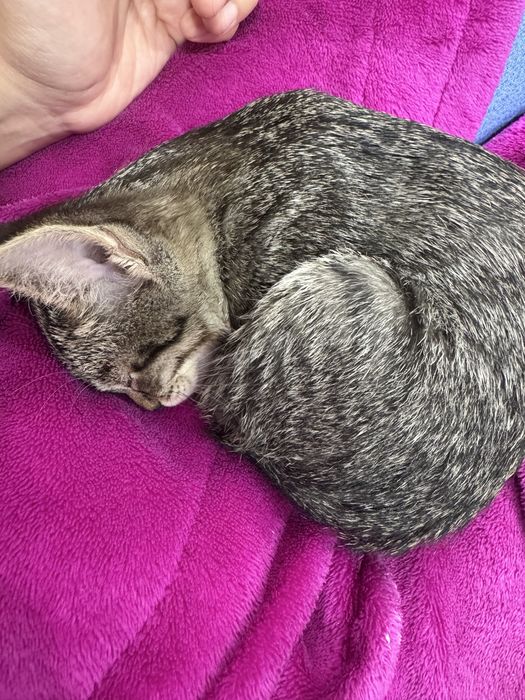 Кошка бесплатно примерно 2ух месечный