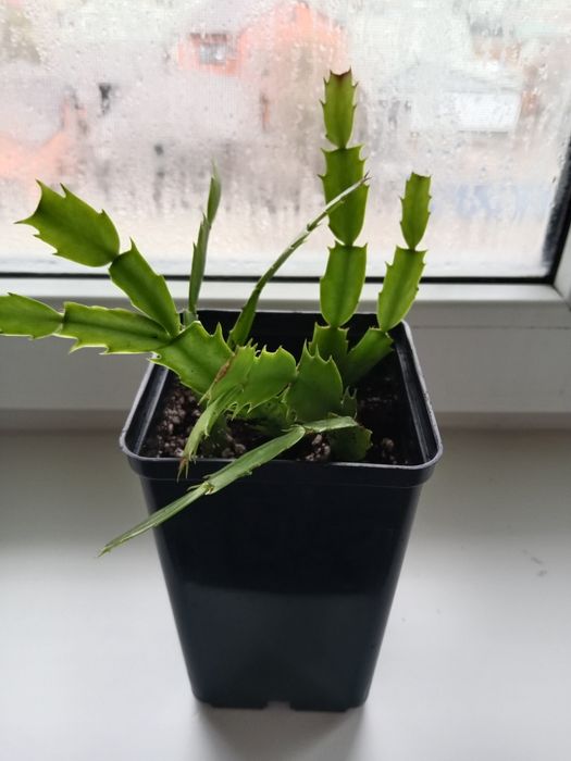 Растения  разные