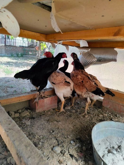 Жұмыртқа дәкән бойцовый (Яйцо)