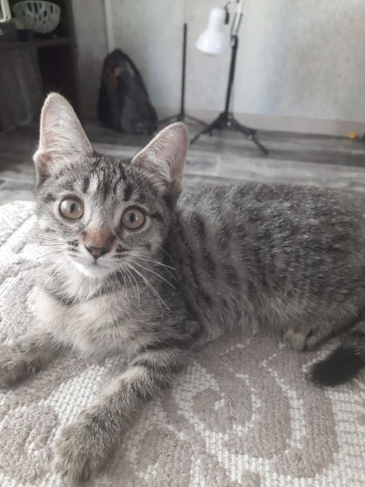 Котятки ищут дом