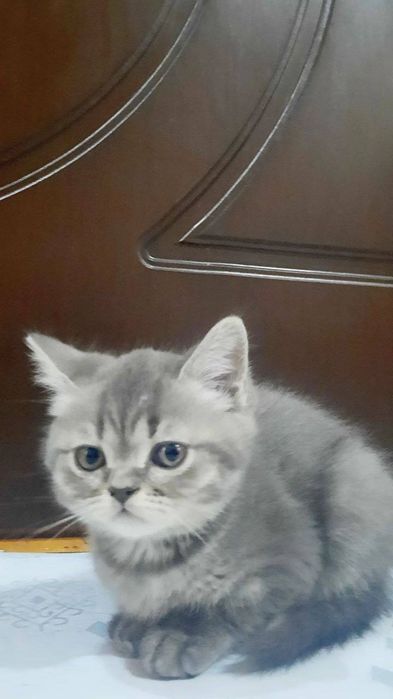 Кошка британский Киз бола